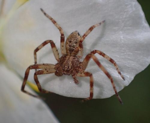 Réf. 248 326 : Philodromus sp.
